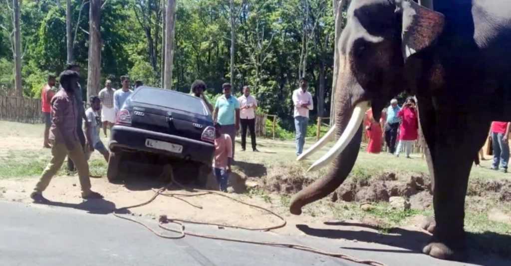 This elephant was used as a tow truck to pull a Maruti 800 out of a ditch.