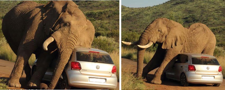 elephant vs vw polo