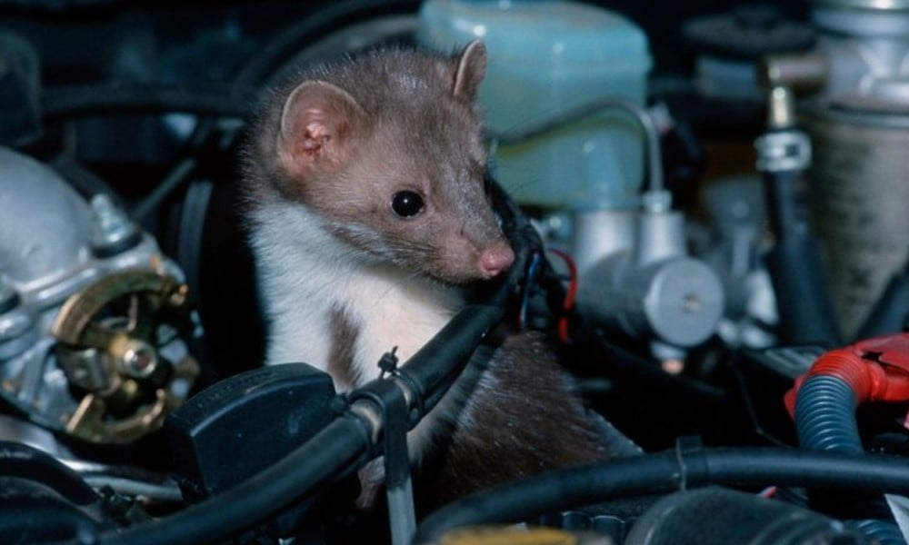 How rats engine car Car Blog India How Rats Engine Car