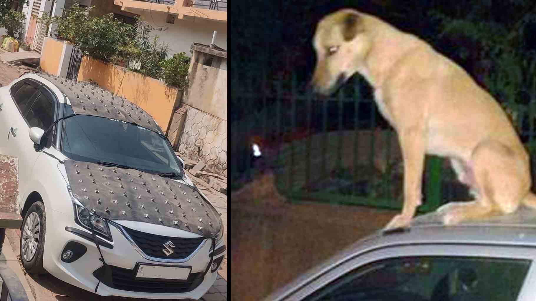 maruti baleno dog jugaad