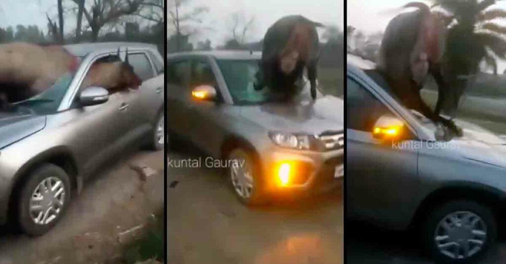 maruti vitara brezza accident neelgai