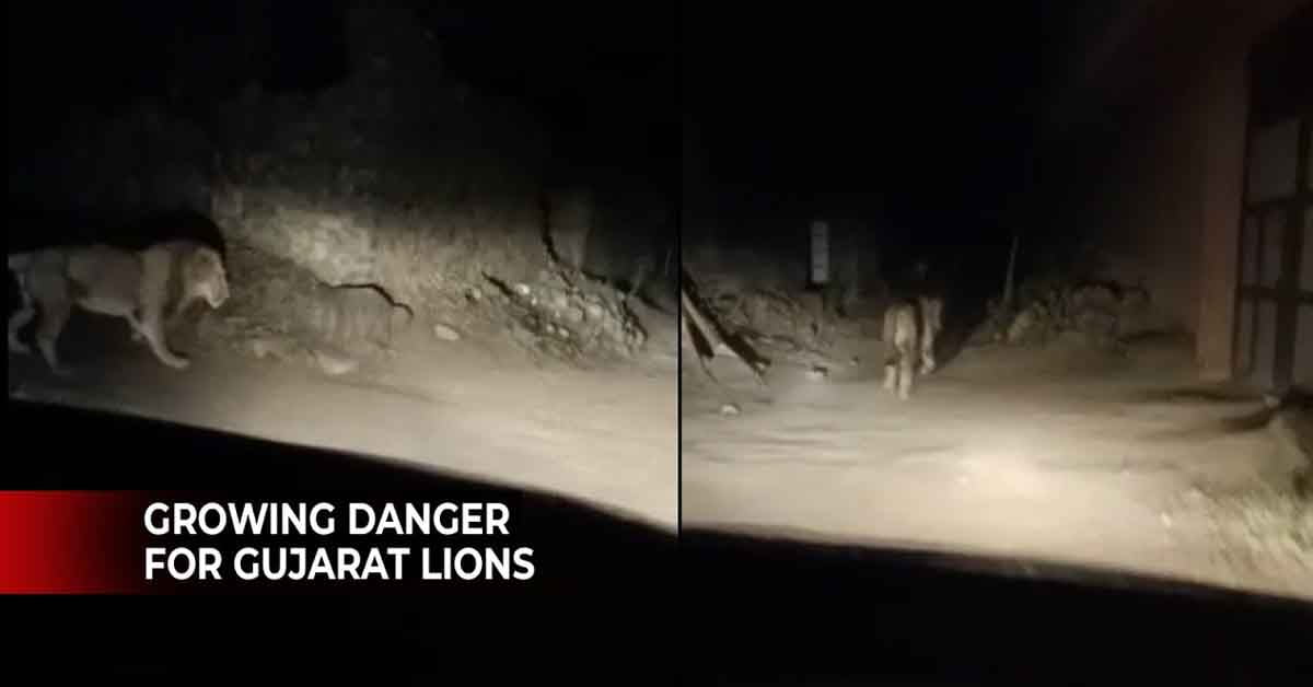 car driver harassing gujarat lions