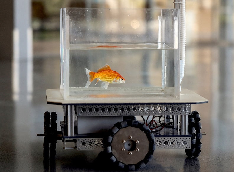 Israeli Goldfish Trained To Drive Robotic Cars