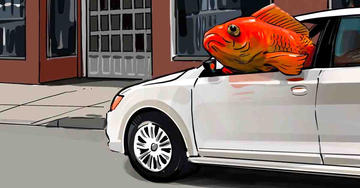 goldfish driving car image