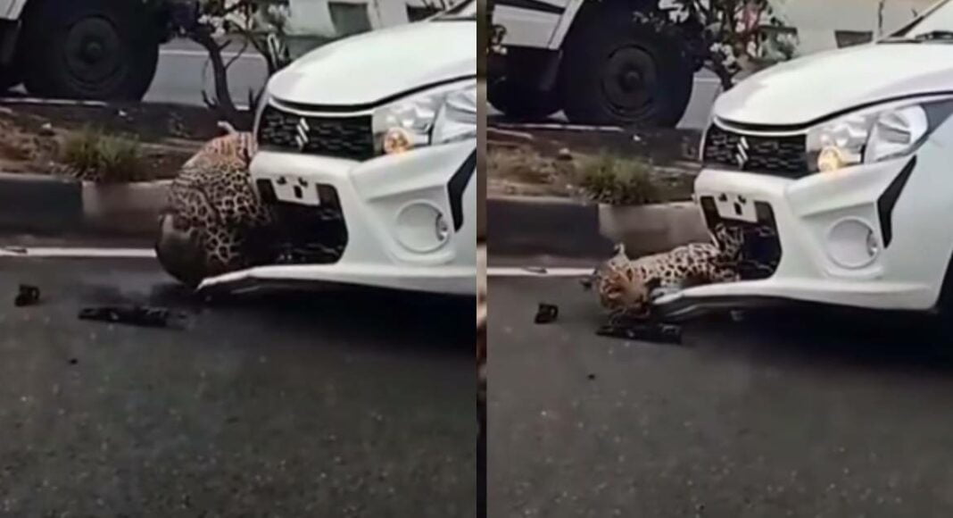 leopard stuck in maruti celerio