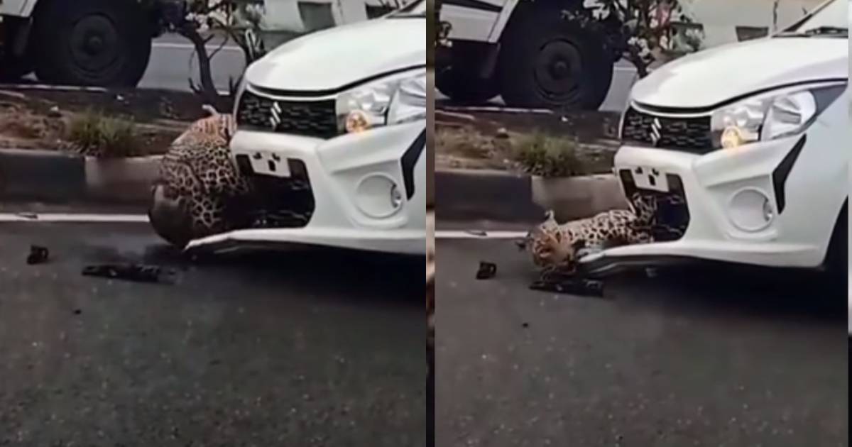 leopard stuck in maruti celerio