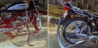 3-feet long cobra rescued from hero splendor