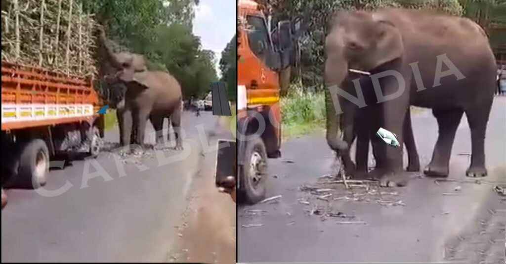Elephant Stop Truck to Eat Sugarcane