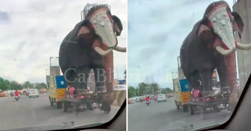 elephant being transported tata ace