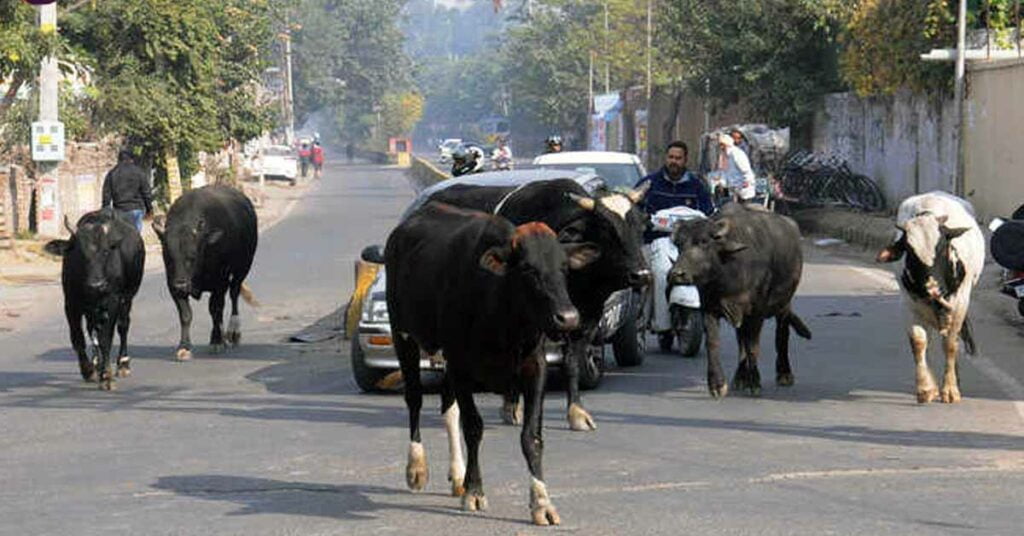 cows on road