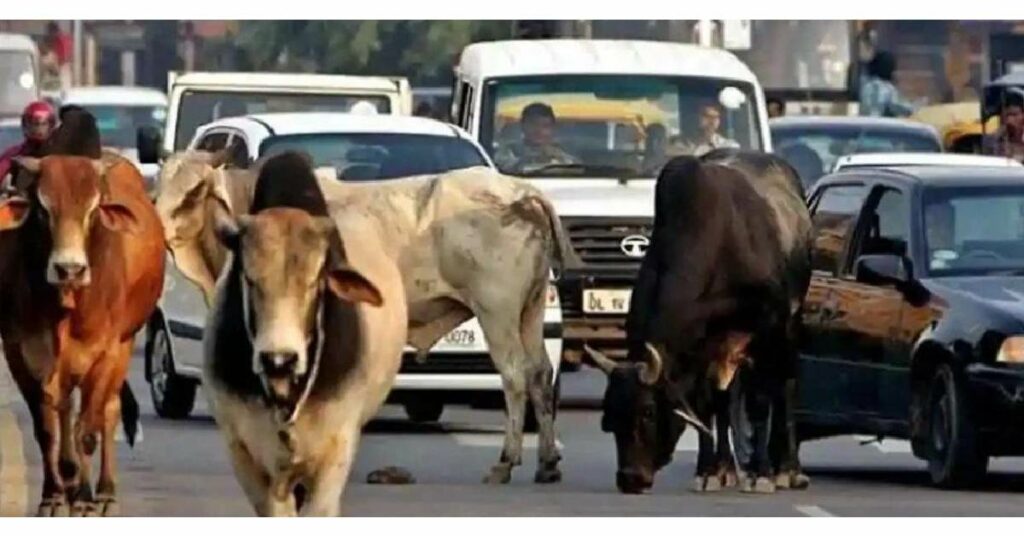 Man Gets Beaten Up For Honking At Cows