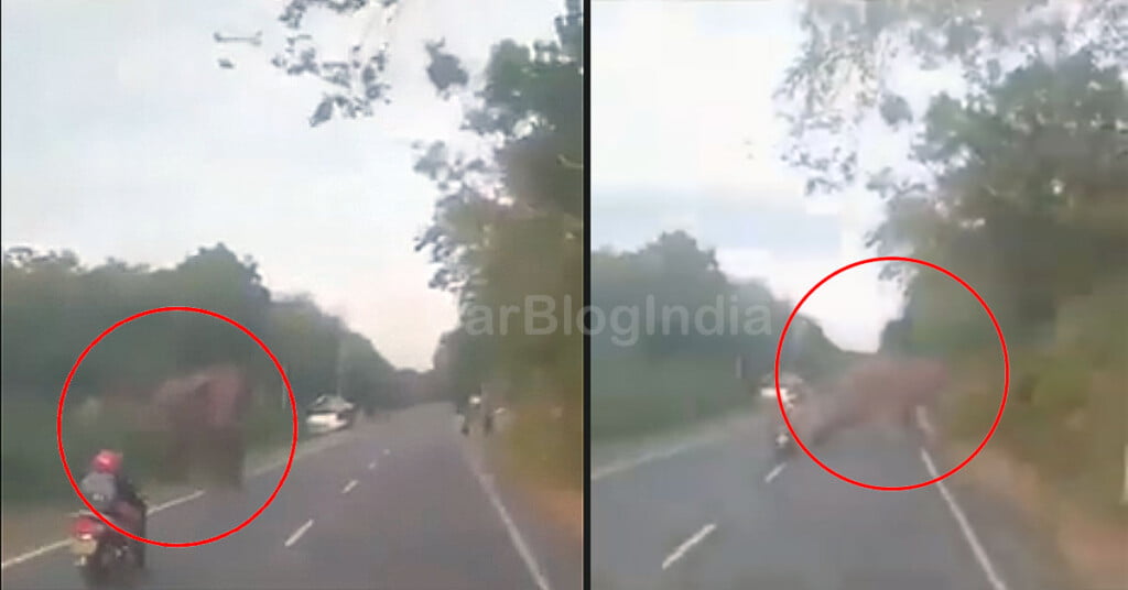 Scooty Woman Scares Elephant Car Blog India Scooty Woman Scares Elephant
