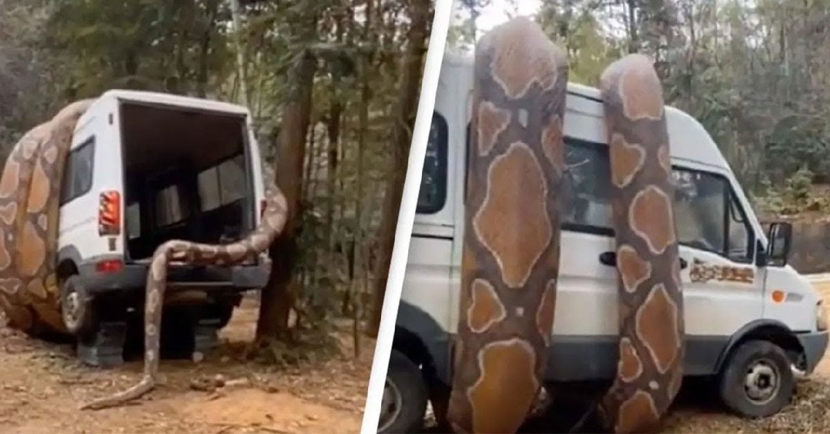 Giant Snake seen wrapped around a van in South Africa
