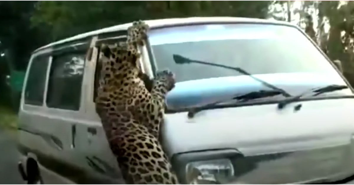 Leopard Attacks a Maruti Omni in Assam