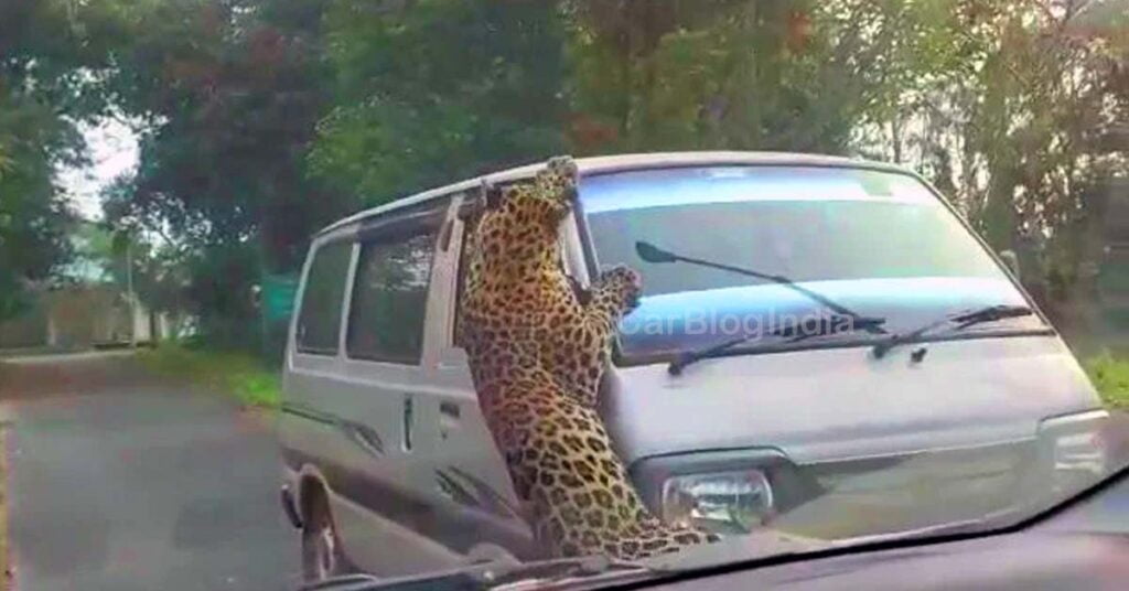 maruti omni leopard attack omni