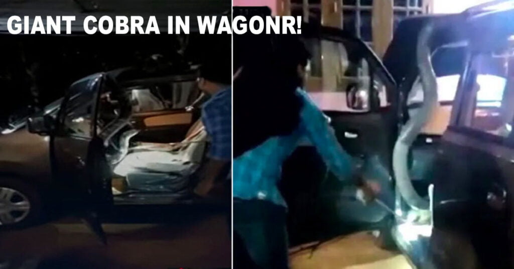 Cobra found in Maruti WagonR