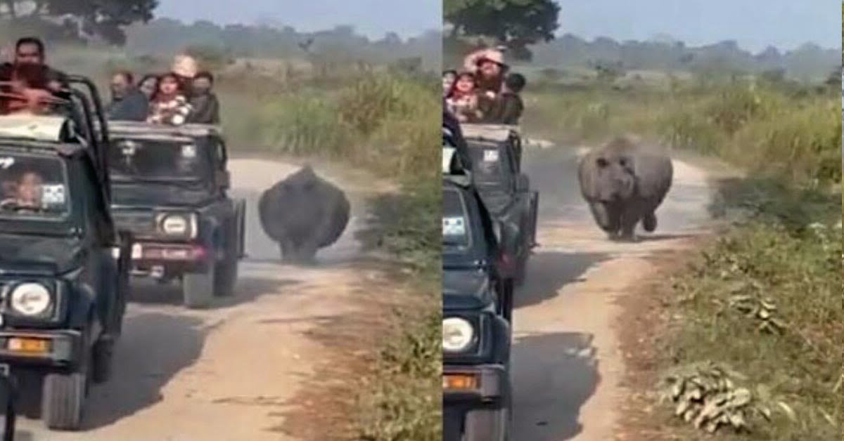 Rhino scares tourists in Maruti Gypsy SUVs at Kaziranga National Park in Assam