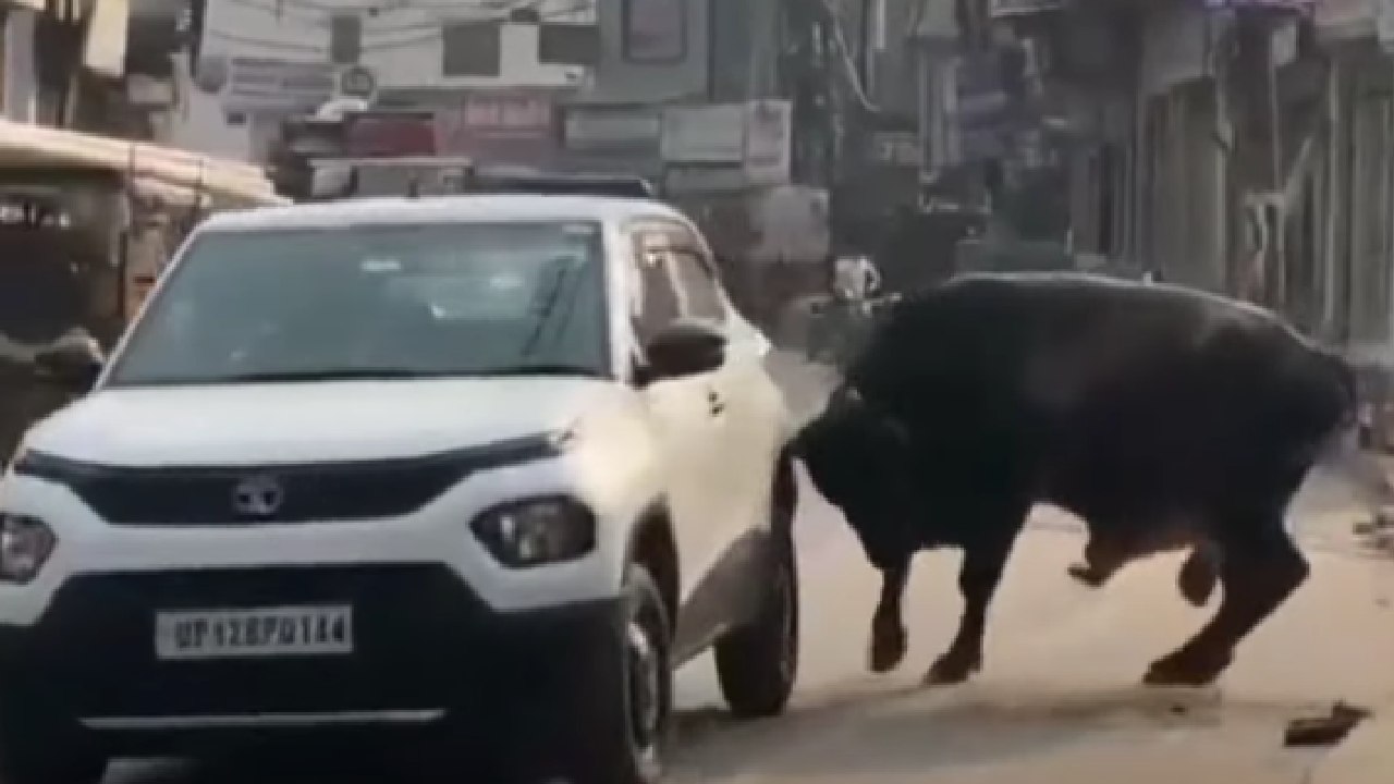Mad Bull Hits Tata Punch