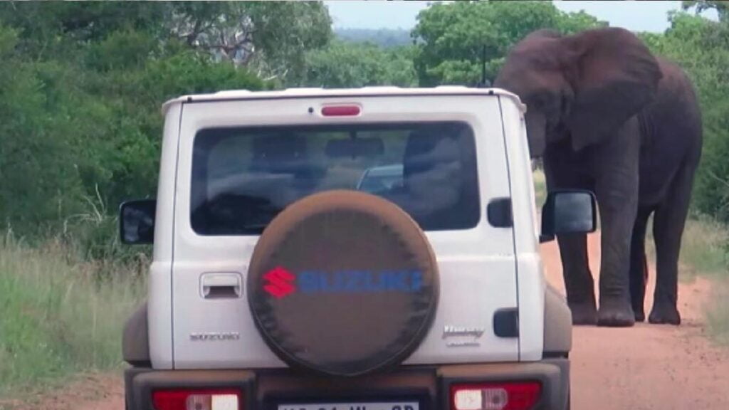 Suzuki Jimny Faces Wild Elephant at a national park in South Africa.