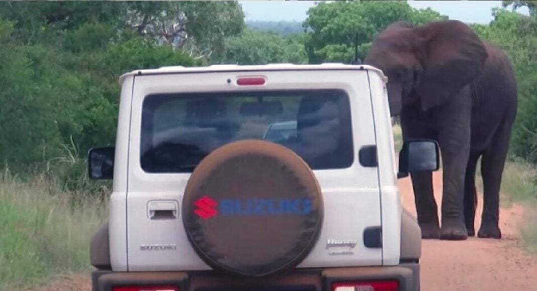 Suzuki Jimny Faces Wild Elephant at a national park in South Africa.
