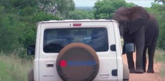 Suzuki Jimny Faces Wild Elephant at a national park in South Africa.