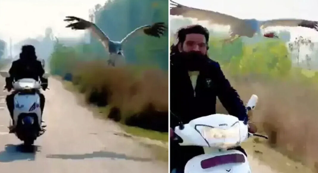 bird follows scooter