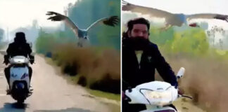 bird follows scooter