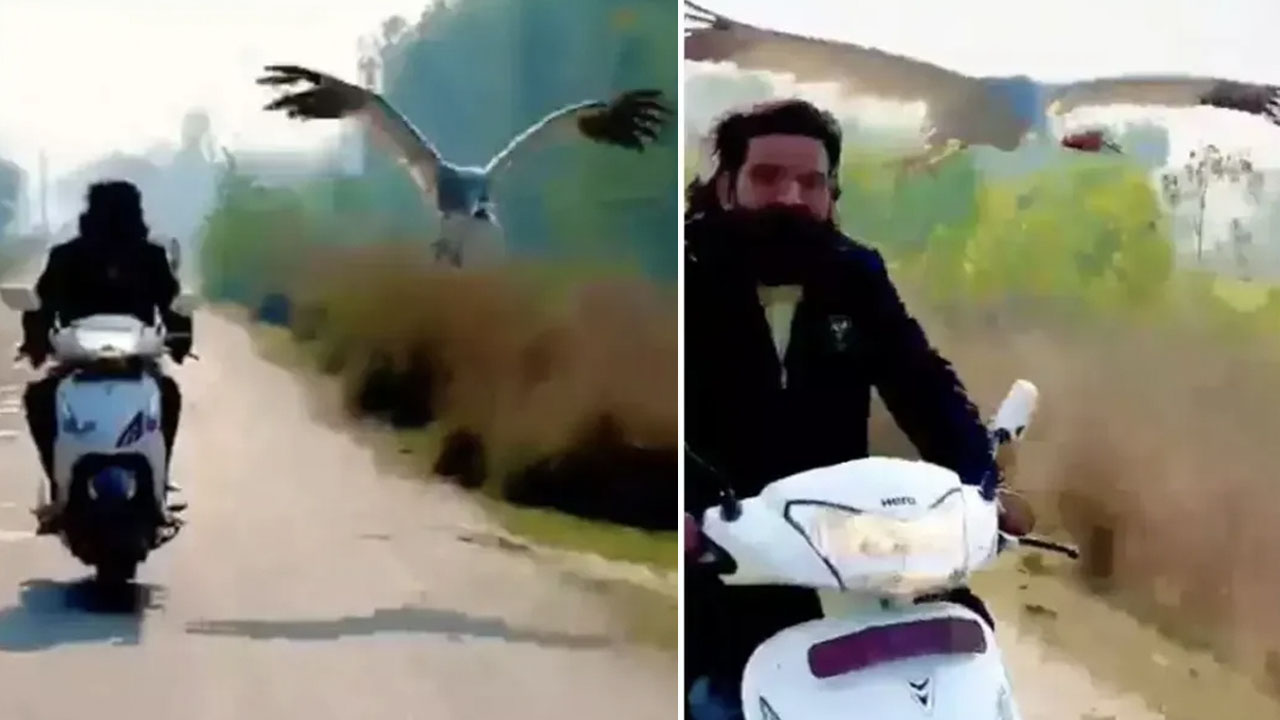 bird follows scooter