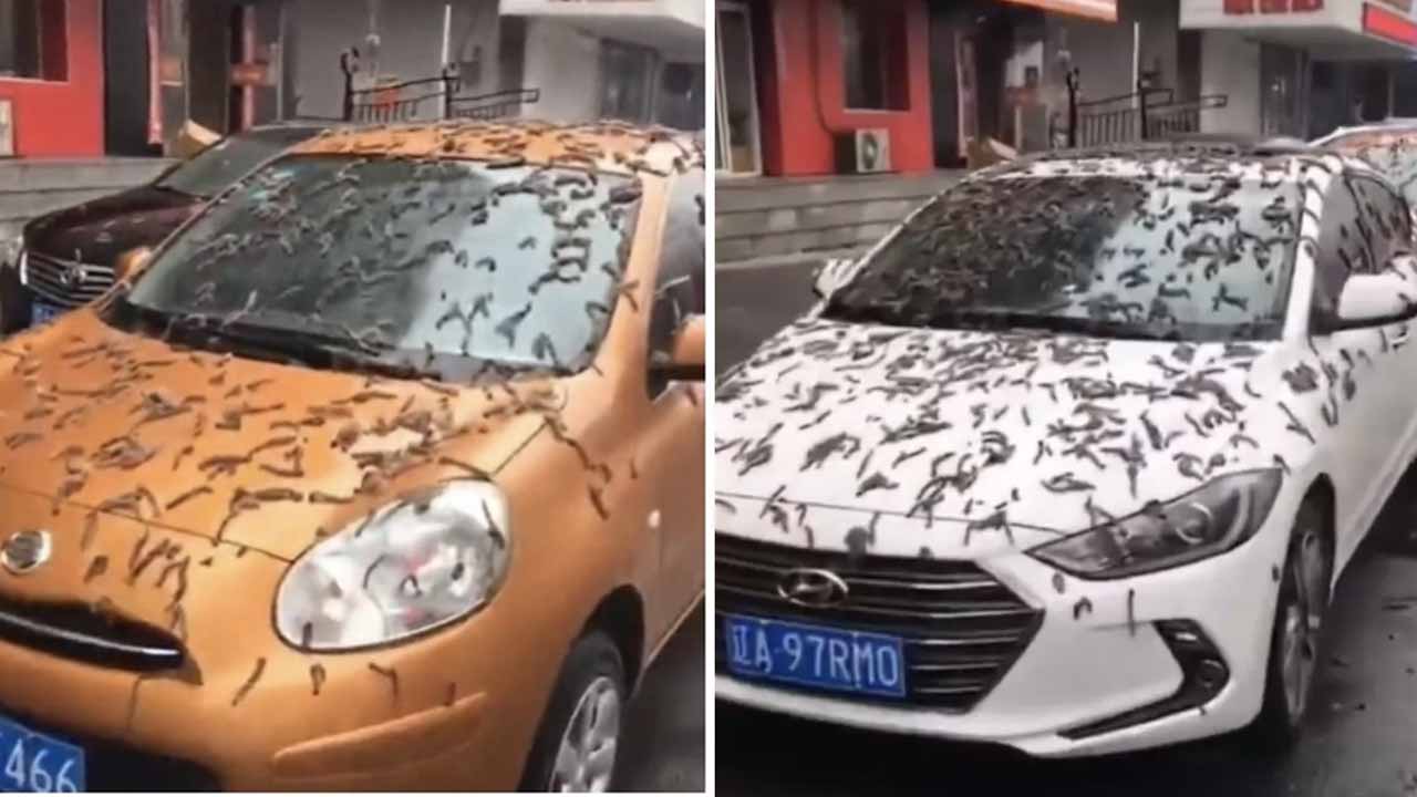 nissan micra hyundai elantra worm rain