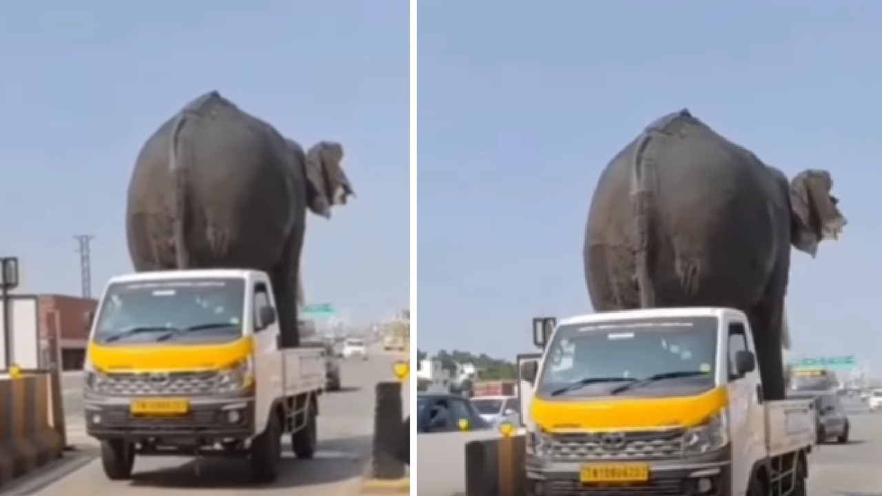 Tata Intra Carrying Elephant