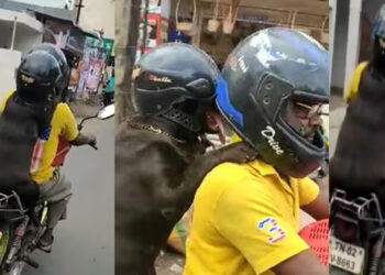 Dog With Helmet Joins Bike Ride. Watch Video