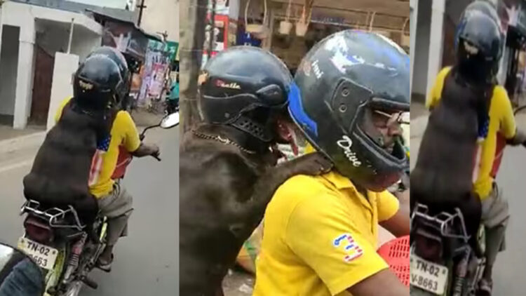 Dog With Helmet Joins Bike Ride. Watch Video