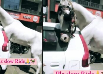 Horse Stuck in Maruti WagonR