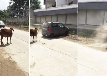 maruti wagon r drift save cow accident