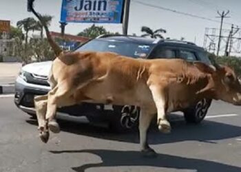 Maruti Brezza Hits Cow
