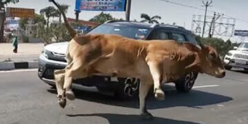 Maruti Brezza Hits Cow