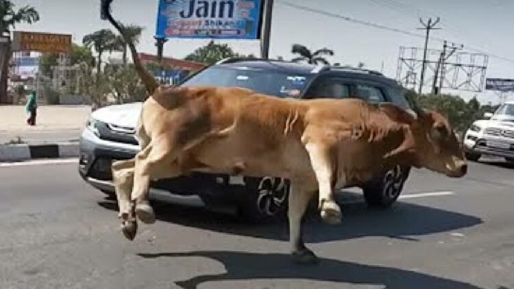 Maruti Brezza Hits Cow