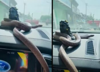 Snake Enters Dashboard on Ford Endeavour