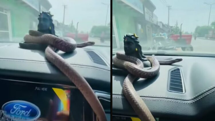 Snake Enters Dashboard on Ford Endeavour