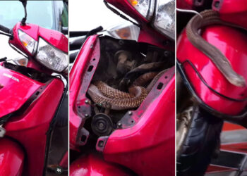 Cobra Snake Hides In Honda Activa