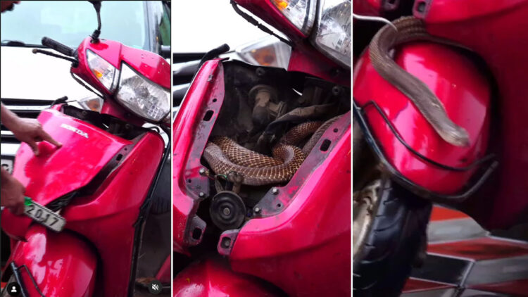 Cobra Snake Hides in Honda Activa