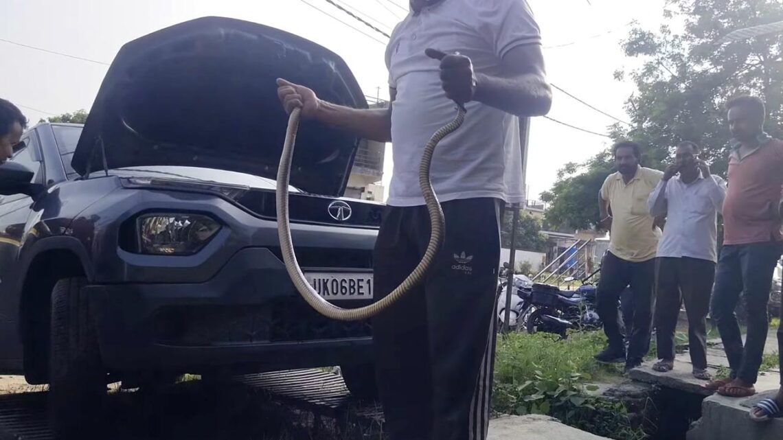snake rescued from tata punch