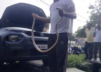 snake rescued from tata punch