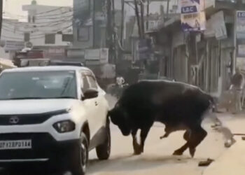 tata punch mad bull attack