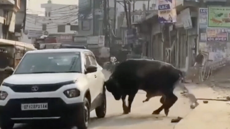 tata punch mad bull attack