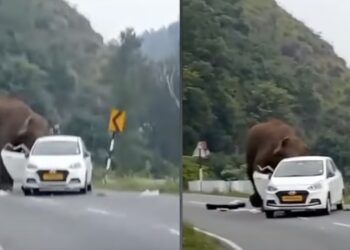 Elephant Attack Hyundai Aura Taxi Tamil Nadu