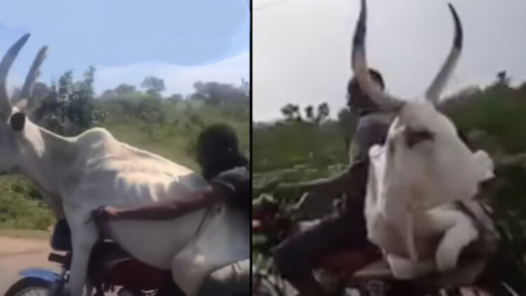bajaj boxer bull africa
