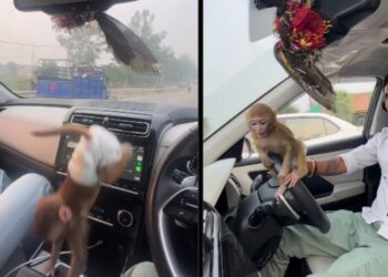 Hyundai Creta Owner Drives with Monkey on Lap