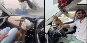 Hyundai Creta Owner Drives with Monkey on Lap