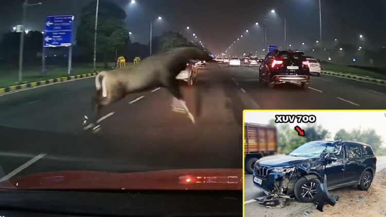 Mahindra Xuv700 Hits Goat on Highway